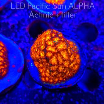 Leptastrea pruinosa ORANGE (22.01.2025)  5cm