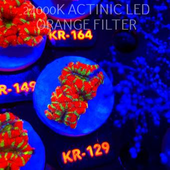 Acanthastrea lordhowensis CHRISTMAS ACAN (03.01.2026) KR-129  4cm