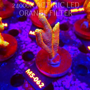 Montipora samarensis BUBBLEGUM (13.04.2026) M5-062  7cm