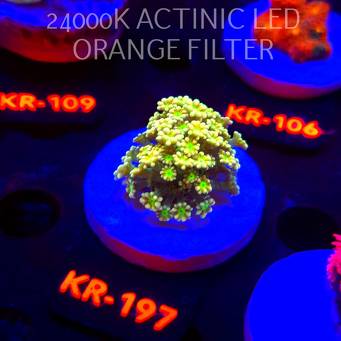 Alveopora YELLOW SUMARINE (17.01.2026) KR-197  3cm