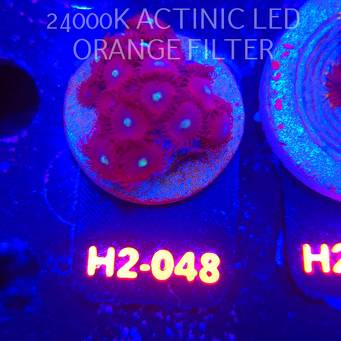 Zoanthus RED GALAXY (01.12.2025) 18P+  H2-048