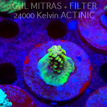 Acropora humilis URANIUM (20.02.2025) L4-iI-6  3cm