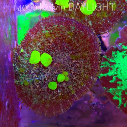 Rhodactis URANIUM Bounce Mushroom (02.06.2025)  6cm
