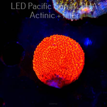 Montipora MYSTIC SUNSET RED+BLUE POLYP (10.07.2024) MM6-I-19  3cm