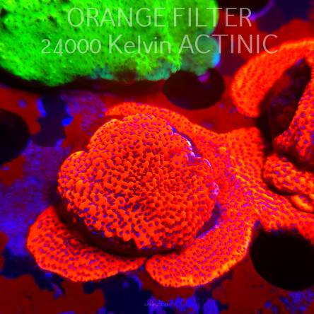 Montipora MYSTIC SUNSET RED+BLUE POLYP (11.08.2025) MM6-II-3  3cm