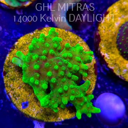 Acropora WWC Castells Banana (20.02.2025) L4-I-19  5cm