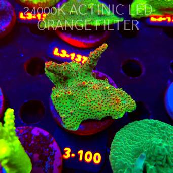 Acropora HYACINTHUS RED PLANET (11.09.2026) L3-100  6cm