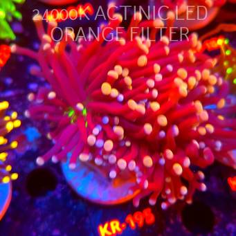  Euphyllia cristata JOKER Torch Coral (20.07.2026) KR-195