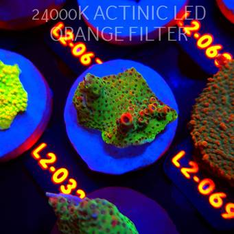 Acropora HYACINTHUS RED PLANET (14.08.2026) L2-032  4cm