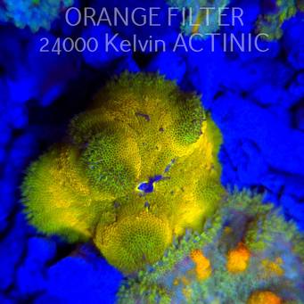 Stichodactyla TAPETUM Mini-Maxi Carpet Anemone YELLOW (01.06.2025)  7cm