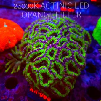 Acanthastrea lordhowensis WWC CITRUS NOVA (02.10.2026) KR-066  14x10cm