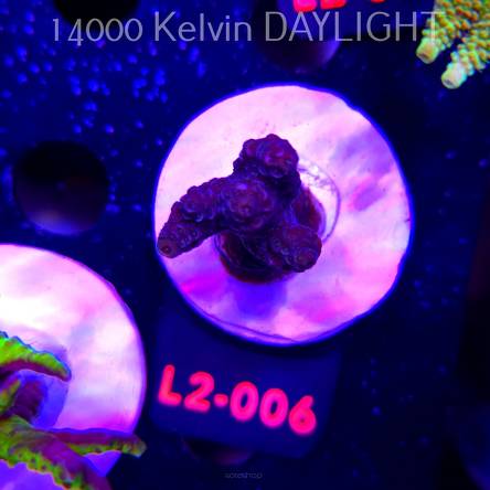 Acropora sp. AUSTRALIA (19.03.2026) L2-006  5cm