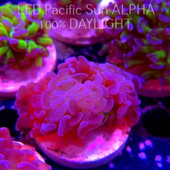 Euphyllia paraancora PINK GREEN HAMMER (01.02.2025)
