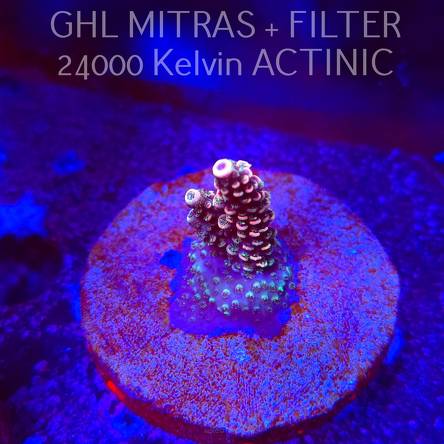 Acropora sp. AUSTRALIA (20.02.2025) L4-I-40  3cm