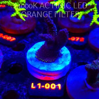 Acropora pinguis BLACK (11.10.2025) L1-001  5cm