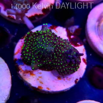 Acropora pinguis BLACK (20.03.2025) L1-I-21  4cm