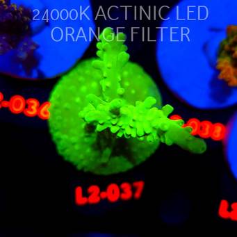 Acropora ACULEUS NEON GREEN (14.08.2026) L2-037  8cm