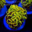 Euphyllia paraancora GOLD HOLOGRAM HAMMER (01.04.2025)