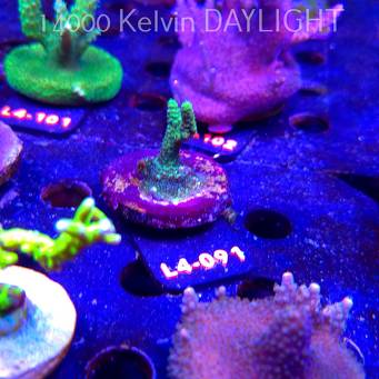 Acropora sp. PREMIUM AUSTRALIA (20.05.2026) L4-091  3cm