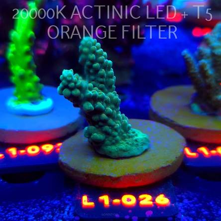 Acropora sp. AUSTRALIA (09.10.2025) L1-026  5cm