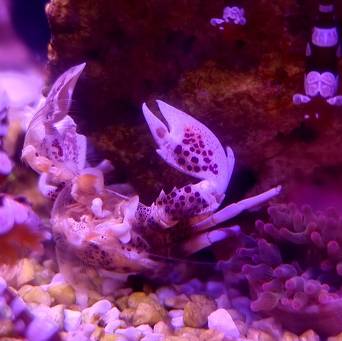  (Para 2 szt) Neopetrolisthes oshimai (Anemone crab)