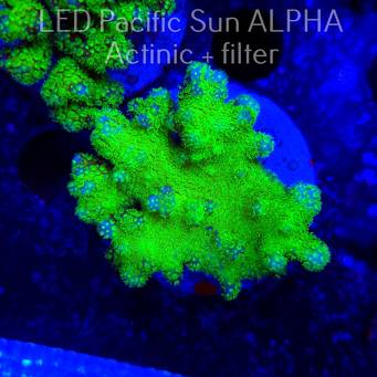 Pocillopora verrucosa YELLOW FLUO (22.01.2025)  6cm