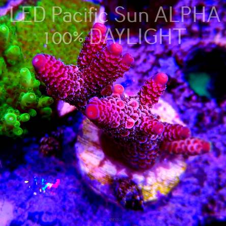 Acropora spathulata PINK AUSTRALIA (22.06.2023) MM4-I-10  6cm