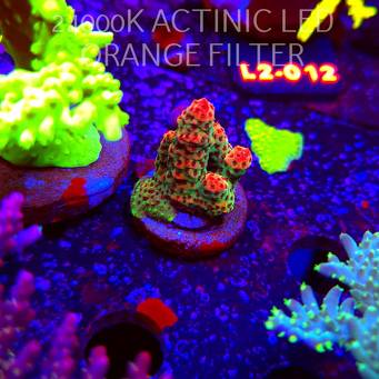 Acropora RED PLANET (18.03.2026) L2-  3cm