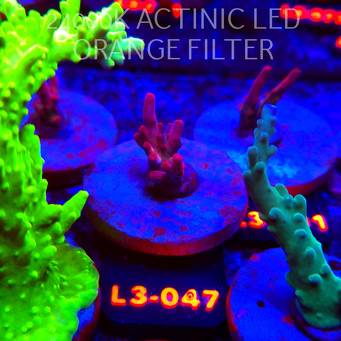 Acropora JMC PINK DREAM (05.01.2026) L3-047  2cm