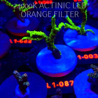 Anacropora WWC SLIMEBALL (11.10.2025) L1-087  7cm