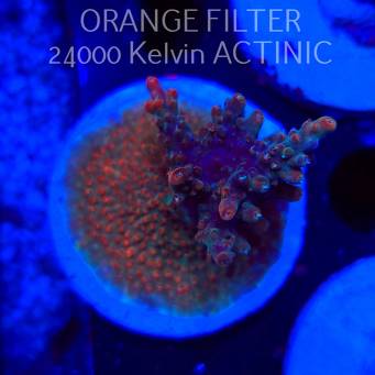 Acropora RED SLIMER AUSTRALIA (20.03.2025) L1-I-33  4cm