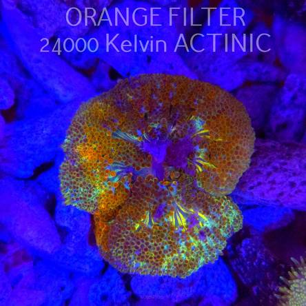 Stichodactyla TAPETUM Mini-Maxi Carpet Anemone RAINBOW (01.06.2025)  4cm