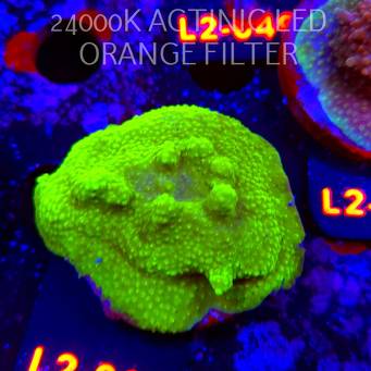 Acropora sp. AUSTRALIA (18.03.2026) L2-021  5cm