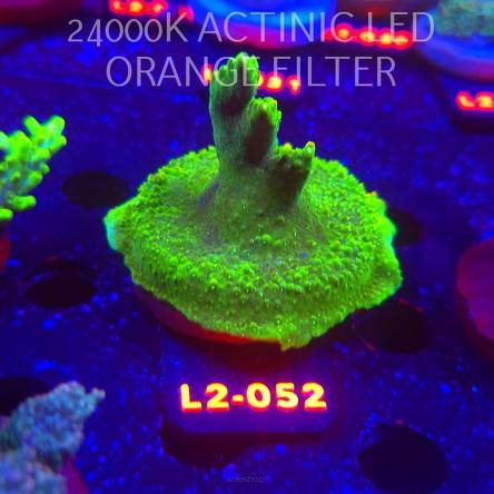 Acropora RR RAINBOW LOOM  (14.11.2025) L2-052  5cm