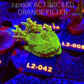 Acropora RR RAINBOW LOOM (17.03.2026) L2-042  7cm