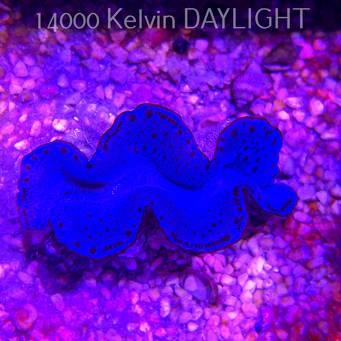 Tridacna maxima ULTRA (20.02.2026) 5cm