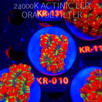 Acanthastrea lordhowensis CHRISTMAS ACAN (03.01.2026) KR-010  4cm