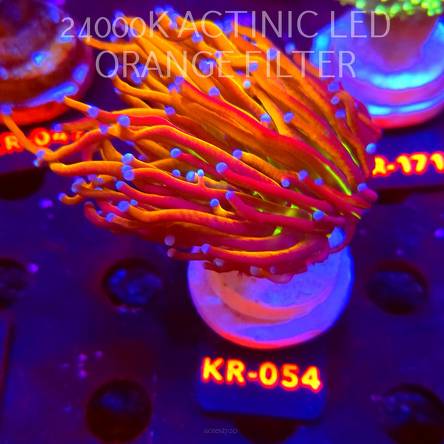 Euphyllia glabrescens NY KNICKS TORCH (07.02.2026) KR-054