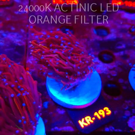 Euphyllia glabrescens NY KNICKS TORCH (01.09.2026) KR-193