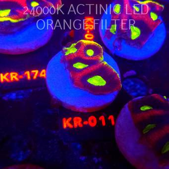 Favites complanata OG DRAGON SOUL (21.02.2026) KR-011  5cm