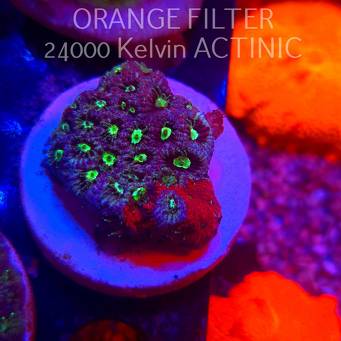 Favites Pentagona War Coral (05.03.2025)  4cm