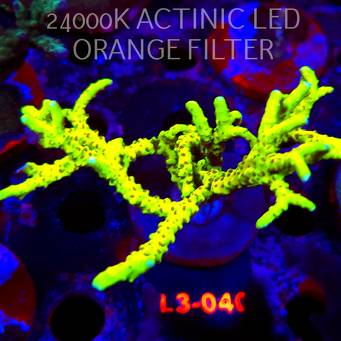 Anacropora WWC SLIMEBALL (05.01.2026) L3-040  8cm