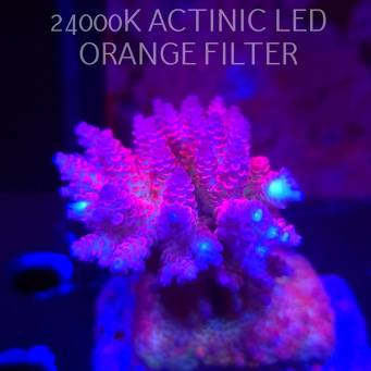 Acropora CORAL SEA (22.01.2026)  8cm