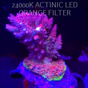 Acropora HYACINTHUS RAINBOW CORAL SEA (01.02.2026)  10cm