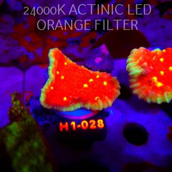 Echinophyllia KISS OF FIRE (11.10.2026) H1-028  7cm