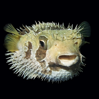 Diodon liturosus 15 cm