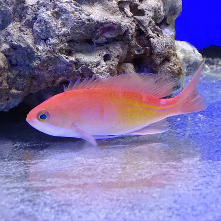 Pseudanthias kashiwae rozmiar 5-7 cm