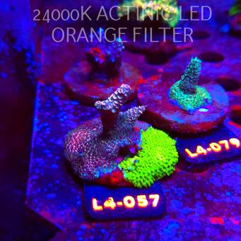 Acropora sp. AUSTRALIA  (07.01.2026) L4-057  5cm