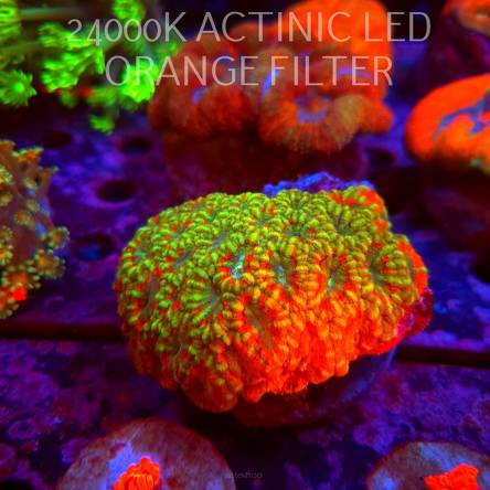 Acanthastrea lordhowensis LIME FIRE (02.10.2026)  10cm