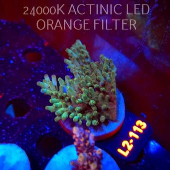 Acropora granulosa ULTRA (14.08.2026) L2-113  7cm